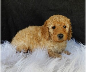 Goldendoodle Puppy for sale in FREDERICKSBURG, OH, USA