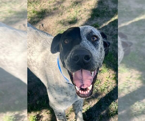 Medium Photo #1 Great Dane-Unknown Mix Puppy For Sale in Riverside, CA, USA