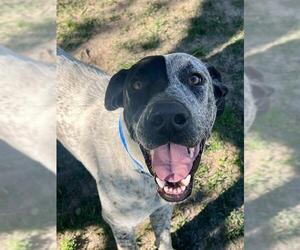 Great Dane-Unknown Mix Dogs for adoption in Riverside, CA, USA