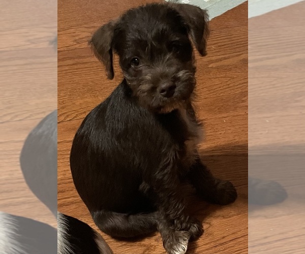 Medium Photo #1 Schnauzer (Miniature) Puppy For Sale in WESTMINSTER, SC, USA
