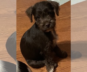 Schnauzer (Miniature) Puppy for sale in WESTMINSTER, SC, USA