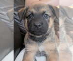 Small #2 Catahoula Leopard Dog Mix