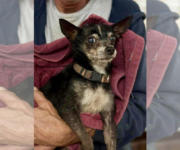 Medium Photo #1 Chihuahua-Unknown Mix Puppy For Sale in St. Louis Park, MN, USA