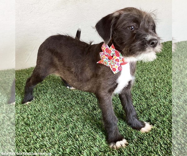 Medium Photo #2 Miniature Schnauzer-Unknown Mix Puppy For Sale in San Diego, CA, USA