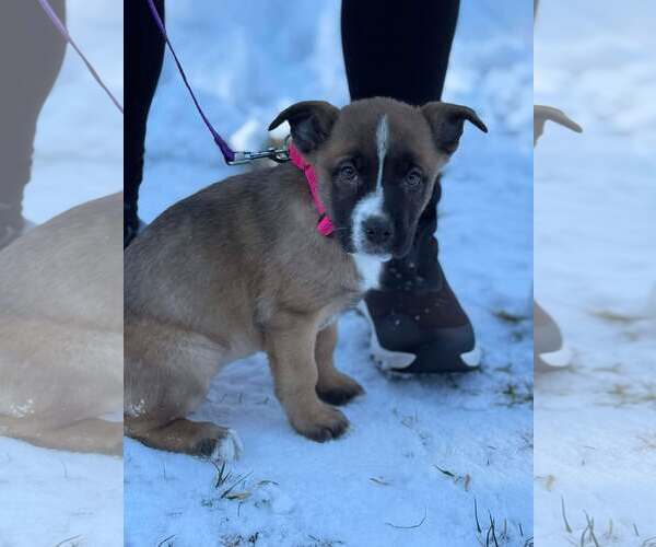 Medium Photo #4 Boxer-Unknown Mix Puppy For Sale in pomfret, CT, USA