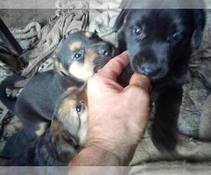 Shepweiller Puppy for sale in DETROIT, MI, USA