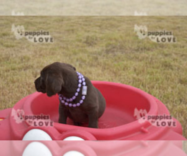 Medium Photo #8 Labrador Retriever Puppy For Sale in SANGER, TX, USA