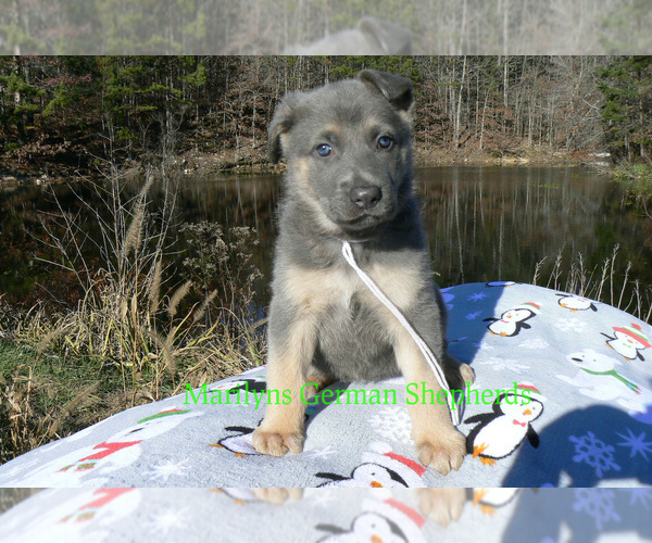 Medium Photo #4 German Shepherd Dog Puppy For Sale in PIEDMONT, MO, USA