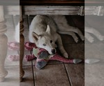 Small #28 Huskies  Mix