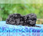 Small #5 Poodle (Toy)