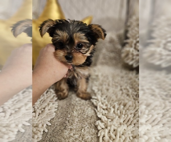 Medium Photo #1 Yorkshire Terrier Puppy For Sale in SALEM, OR, USA