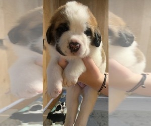 Medium Cane Corso-Saint Bernard Mix