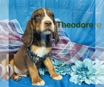 Puppy Theodore Bloodhound