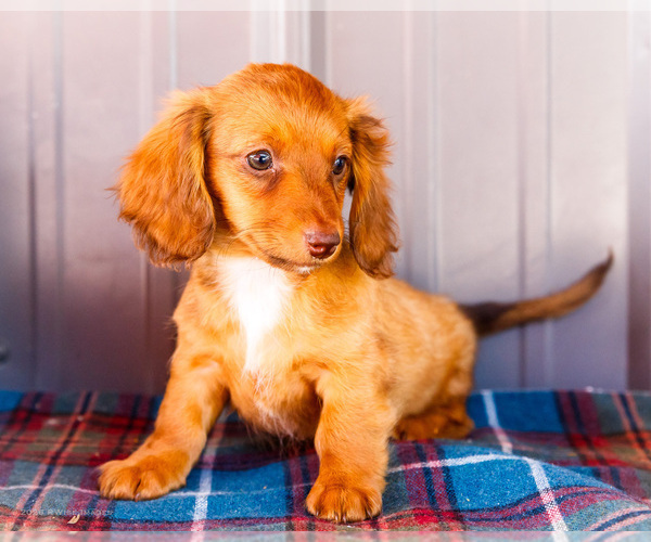 Medium Photo #19 Dachshund Puppy For Sale in WAKARUSA, IN, USA
