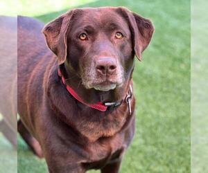 Labrador Retriever Dogs for adoption in San Diego, CA, USA