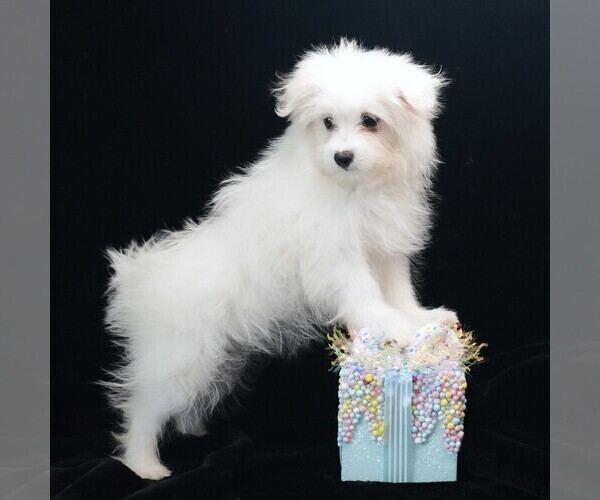 Medium Photo #1 Maltipom Puppy For Sale in ROCK VALLEY, IA, USA