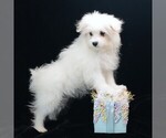 Image preview for Ad Listing. Nickname: Willow