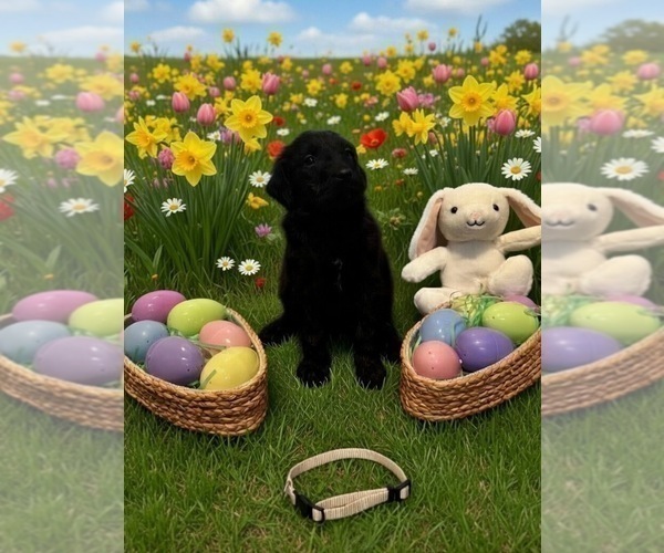 Medium Photo #2 Goldendoodle Puppy For Sale in MALVERN, OH, USA