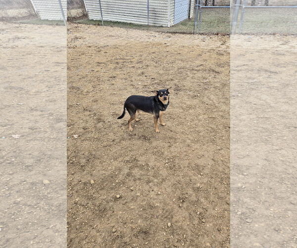 Medium Photo #1 Chipin Puppy For Sale in Maquoketa, IA, USA