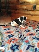 Small Photo #4 American Bulldog Puppy For Sale in NUNDA, NY, USA