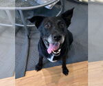 Small #4 Labrador Retriever Mix