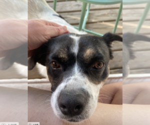 Rza - Female Mutt Dog for Adoption - Photo #5