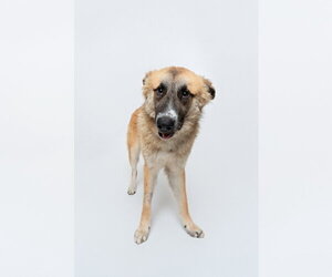 Biscuit (Chip) - Male Anatolian Shepherd-Unknown Mix Dog for Adoption - Photo #3
