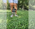 Small #3 Labrador Retriever Mix