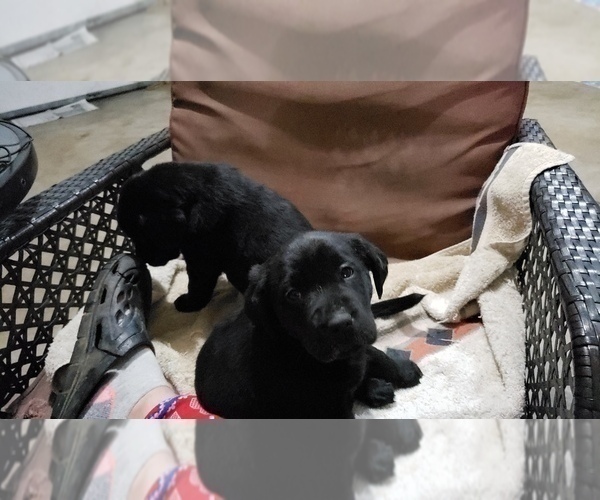 Medium Photo #33 Labrador Retriever Puppy For Sale in WOODLAND, WA, USA