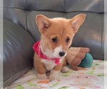 Small #1 Pembroke Welsh Corgi