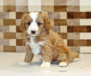 Bernedoodle (Miniature)-Cavapoo (Miniature) Mix Puppy for sale in DENVER, PA, USA