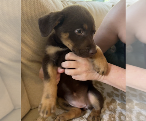 Medium Photo #2 Labrador Retriever-Unknown Mix Puppy For Sale in Bellevue, WA, USA