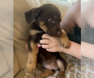 Eleanor - Female Labrador Retriever-Unknown Mix Dog for Adoption - Photo #2