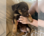 Small Photo #2 Labrador Retriever-Unknown Mix Puppy For Sale in Bellevue, WA, USA