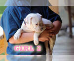 Small #12 American Bulldog