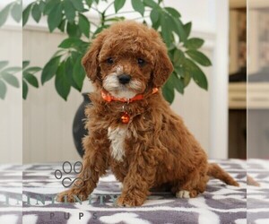 Goldendoodle (Miniature) Puppy for sale in NARVON, PA, USA