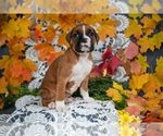 Small Photo #16 Boxer Puppy For Sale in SHILOH, OH, USA