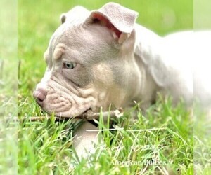 American Bully Puppy for Sale in HOWE, Texas USA