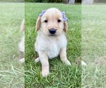 Small #8 Golden Retriever