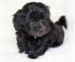 Small Photo #5 Havanese Puppy For Sale in ZION, IL, USA