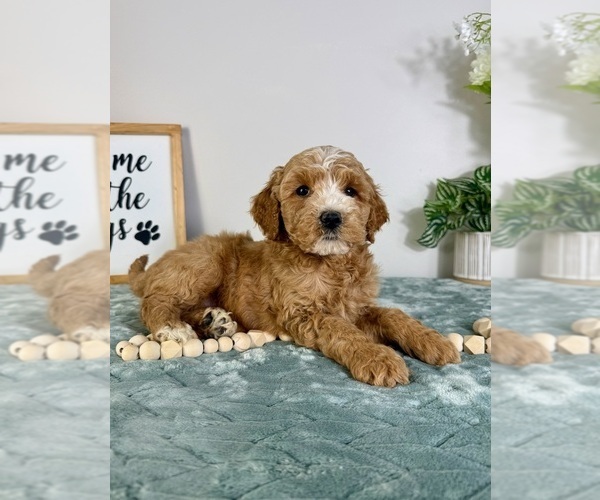 Medium Photo #2 Goldendoodle (Miniature) Puppy For Sale in GREENFIELD, IN, USA