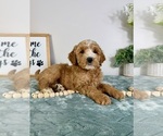 Small #1 Goldendoodle (Miniature)