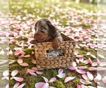 Puppy Puppy 2 Dachshund