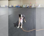 Small #6 Australian Shepherd