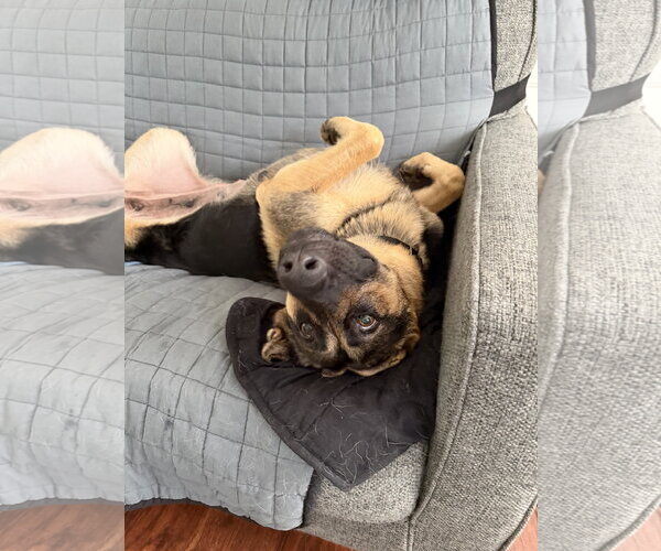 Medium Photo #4 German Shepherd Dog Puppy For Sale in La Grange , NC, USA