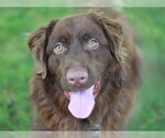 Small #1 Golden Retriever Mix