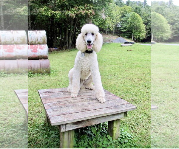 Medium Photo #5 Poodle (Standard) Puppy For Sale in Pacolet, SC, USA