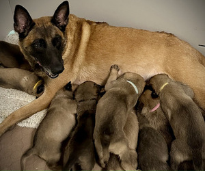 Belgian Malinois Litter for sale in S CHARLESTON, WV, USA