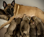 Image preview for Ad Listing. Nickname: Litter of 10