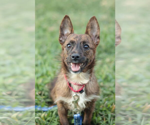 Medium Photo #5 Mutt Puppy For Sale in Philadelphia, PA, USA
